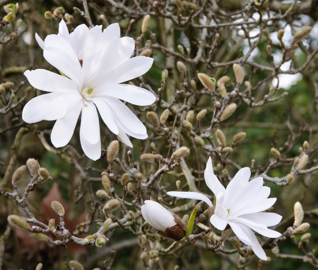 Small Trees - Star Magnolia