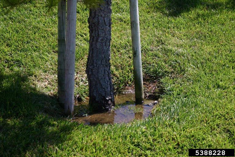 High water around stressed tree