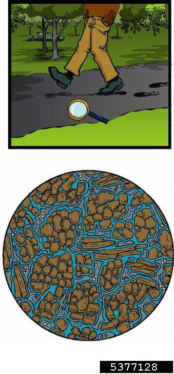 foot traffic causes soil compaction 
