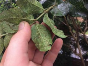 spray dormant oil horticultural spray to protect against aphids infestation