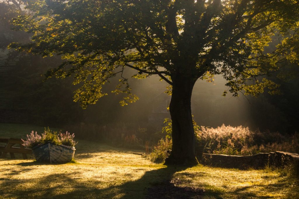older tree with biostimulant healthy plant growth stimulant