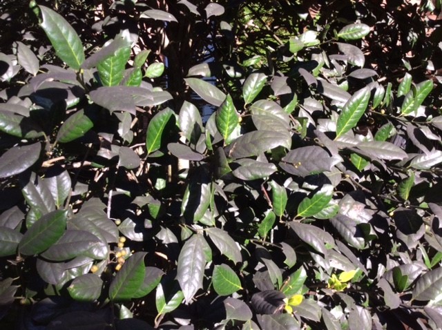 sooty mold on foliage