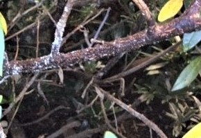 spray dormant oil horticultural spray to protect against scale infestation