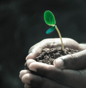 tree sapling in hand needing biostimulant plant growth supplement