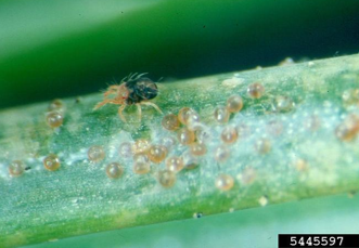 spray dormant oil horticultural spray to protect against spruce spider mite infestation