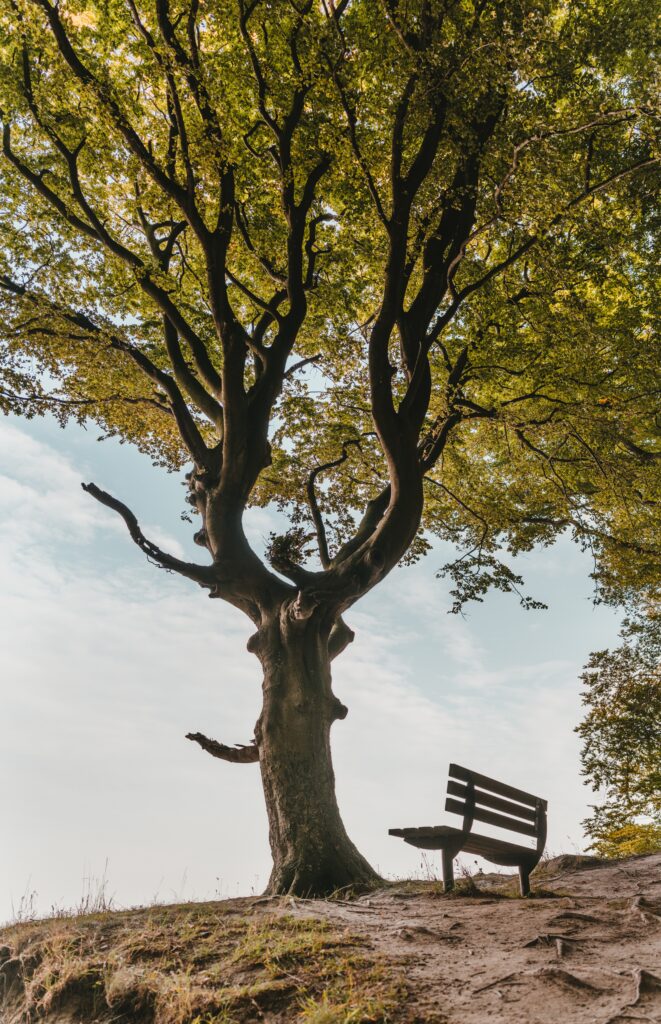 tree doctor helped big tree stay healthy and beautiful