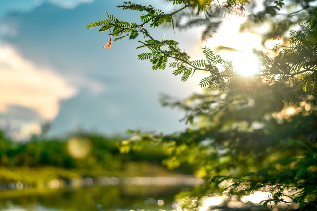 beautiful tree helped by tree doctor to stay healthy and beautiful