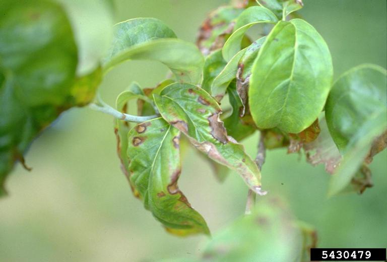 Dogwood anthracnose disease symptoms present on tree
