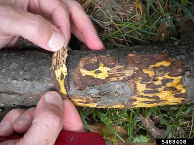 Thousand cankers disease on tree