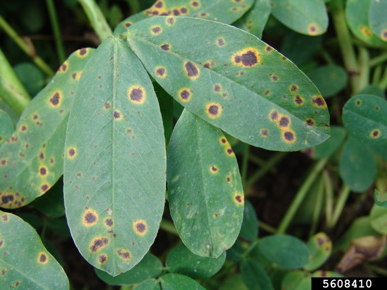 cercospora leaf spot