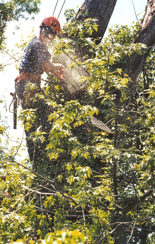 RTEC Treecare tree service expert pruning local Virginia tree