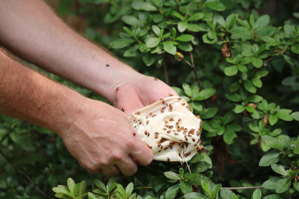 Ladybug beneficial insects release into local Virginia shrubs, provided by one of our tree service experts.