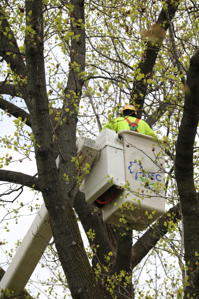 tree trimming service crew member working in tree_rtec treecare
