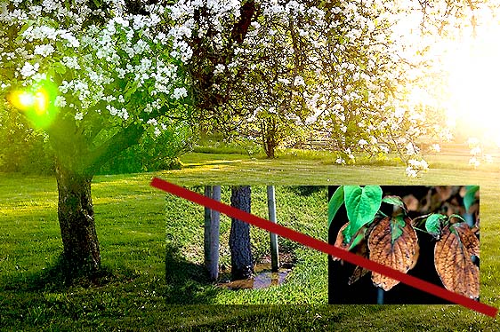 how to water trees and avoid underwatered or overwatered trees