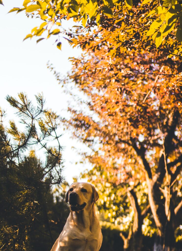 dog by tree: how to water your trees properly