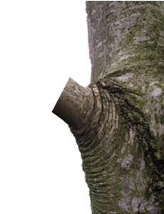 tree pruning cut left a stump, bad technique