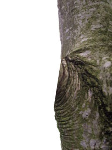 WRONG: This tree pruning cut is a flesh cut. The branch collar and part of the trunk were removed.