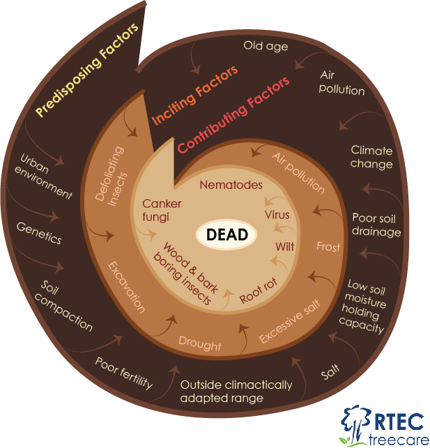 spiral into tree death, tree protection through tree doctors against tree problems