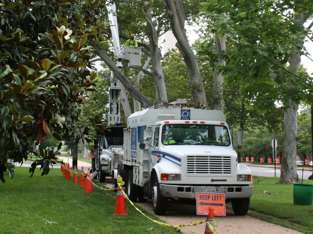 Commercial tree services