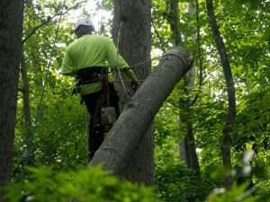Forest Management