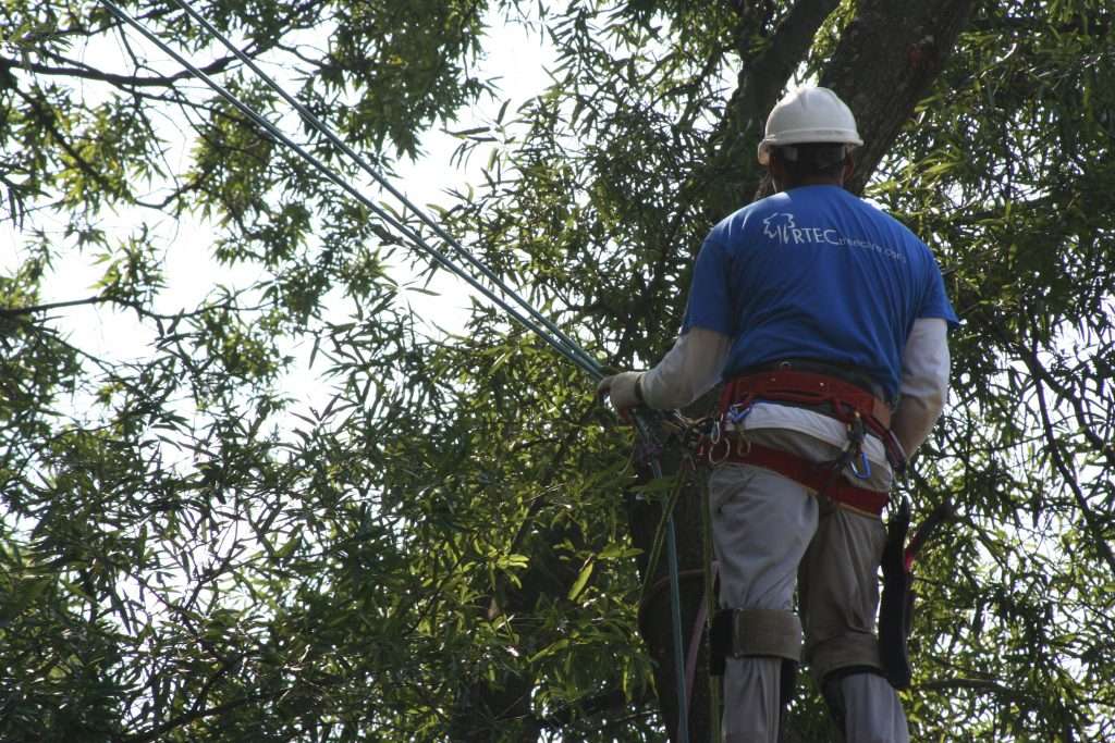 Emergency Tree Removal Help