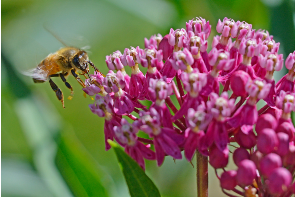Honey bee hovering over a pink native milkweed flowers.