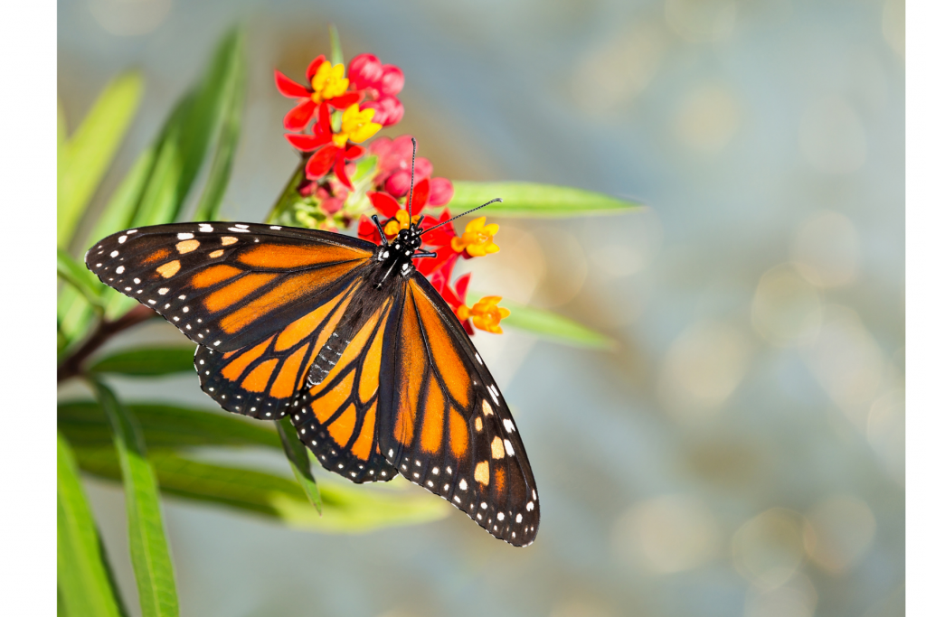 Image of a beautiful monarch butterfly resting on bright red and yellow milkweed flowers.