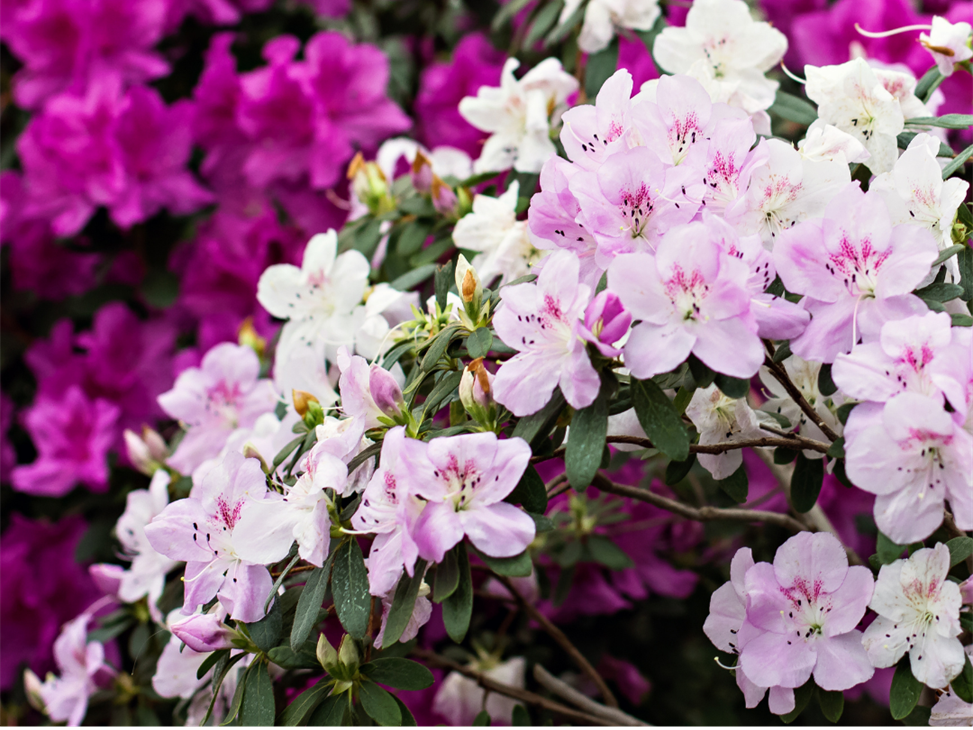 Azalea flowers