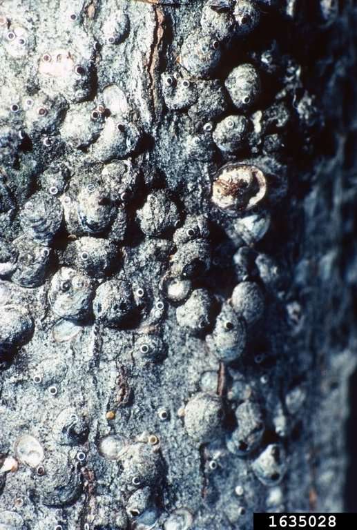 Gloomy scale population on bark.