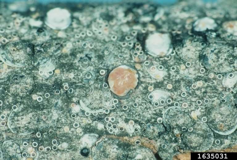 Up close image of gloomy scale with shell off.