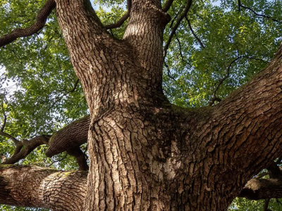 Tree Pruning Services