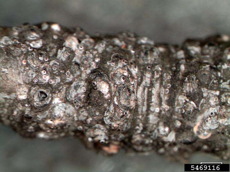 Gloomy scale on bark.