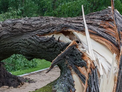 Tree Pruning Services