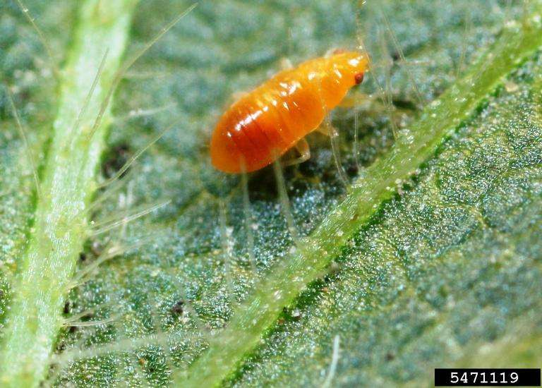 Close up image of a bright orange nymph.