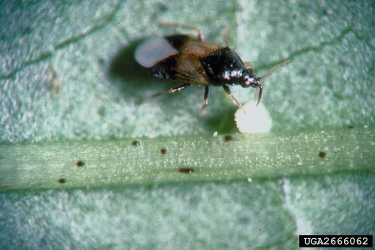 Close up image of an adult minute pirate bug.