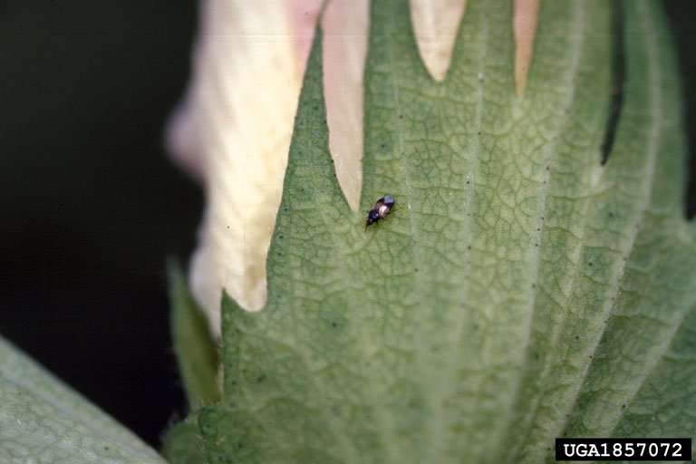 Image of a tiny minute pirate bug on a leaf.