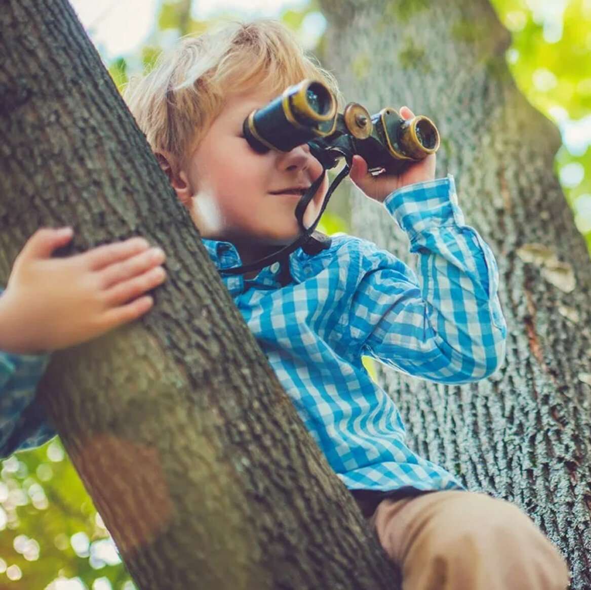 Tree Pruning Services
