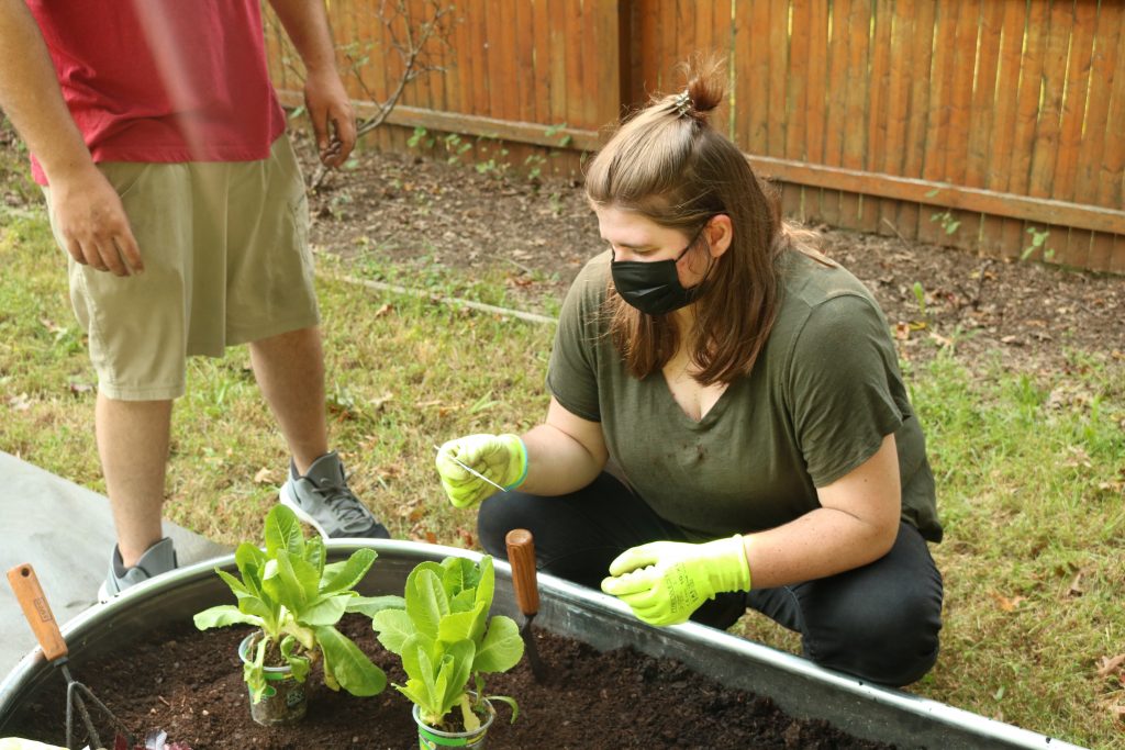 Vegetable garden planting.