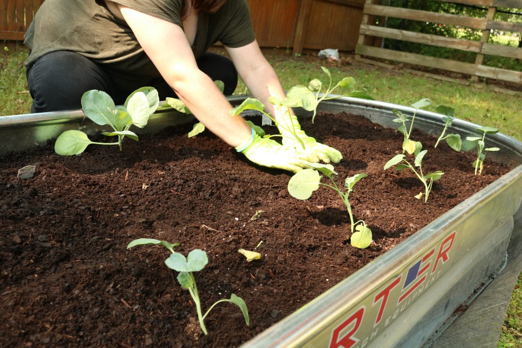 Hands planting seedlings.