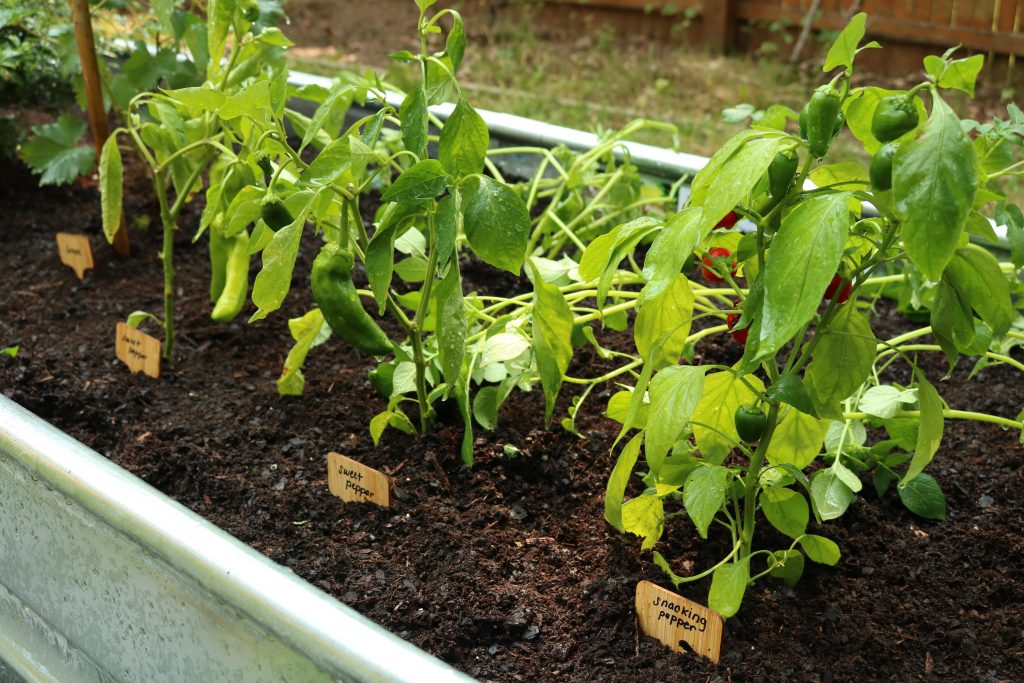 Community garden vegetables.