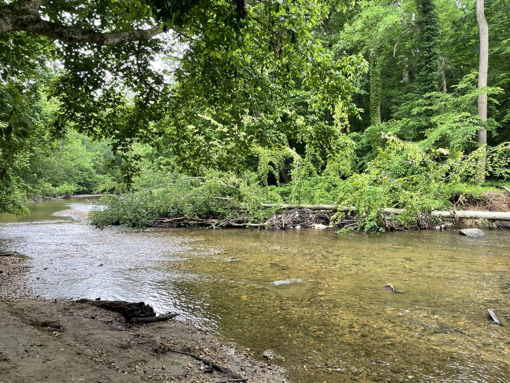 Large tree debris in Rock Creek Park.