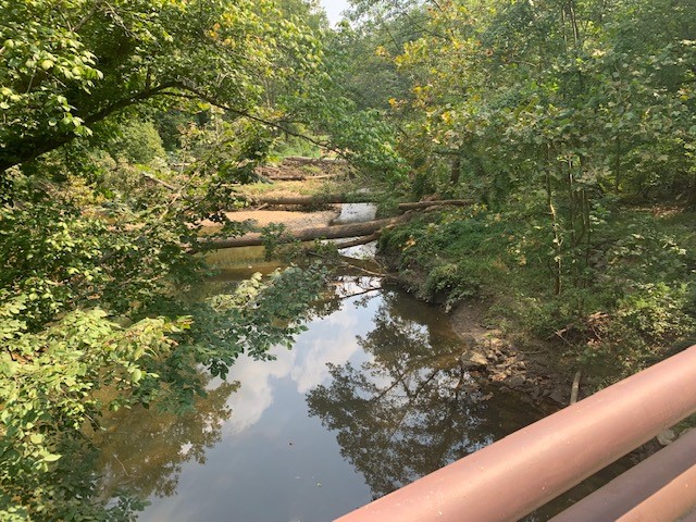 Tree debris in the stream.