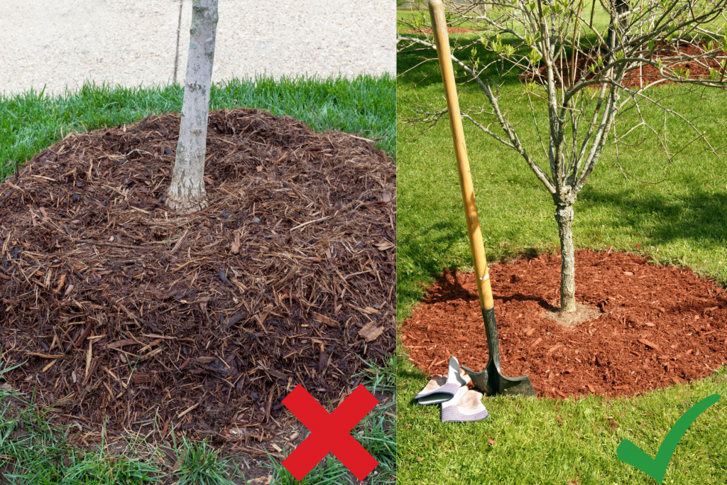 Bad mulching verus good mulching.