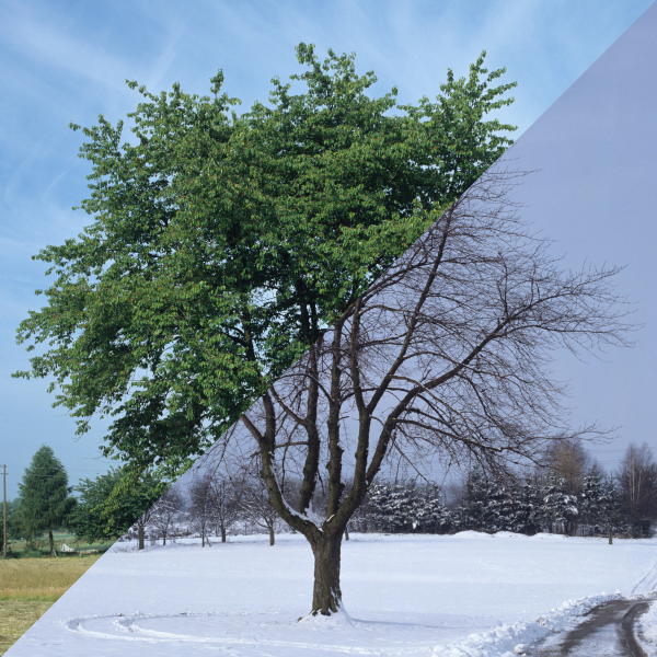 Comparison of Spring vs Fall tree