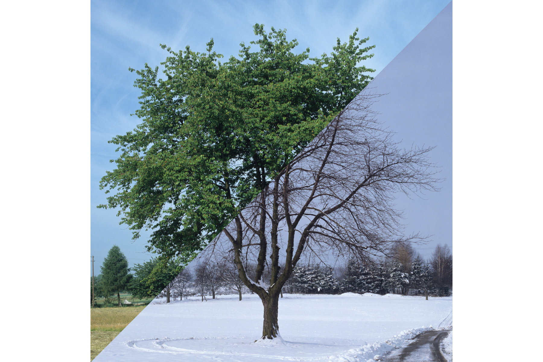 Comparison of Spring vs Fall tree