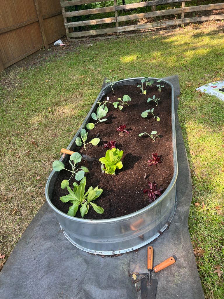 Right garden bed.