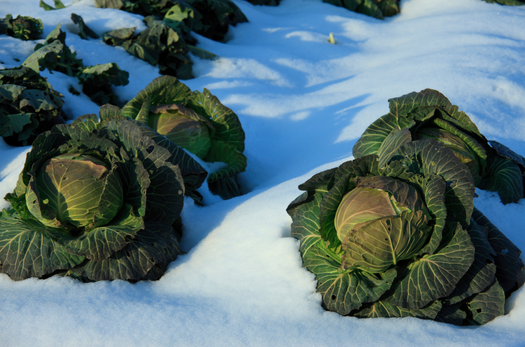 Vegetable garden in winter.