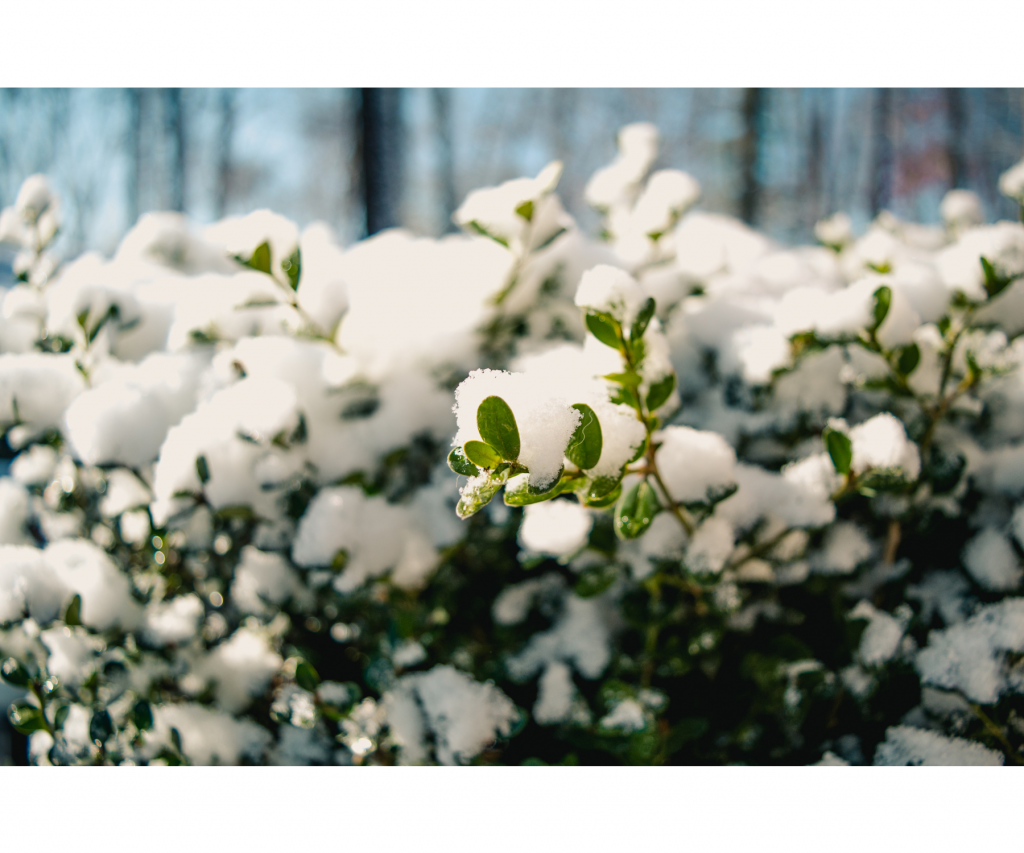 Winter Garden Protection