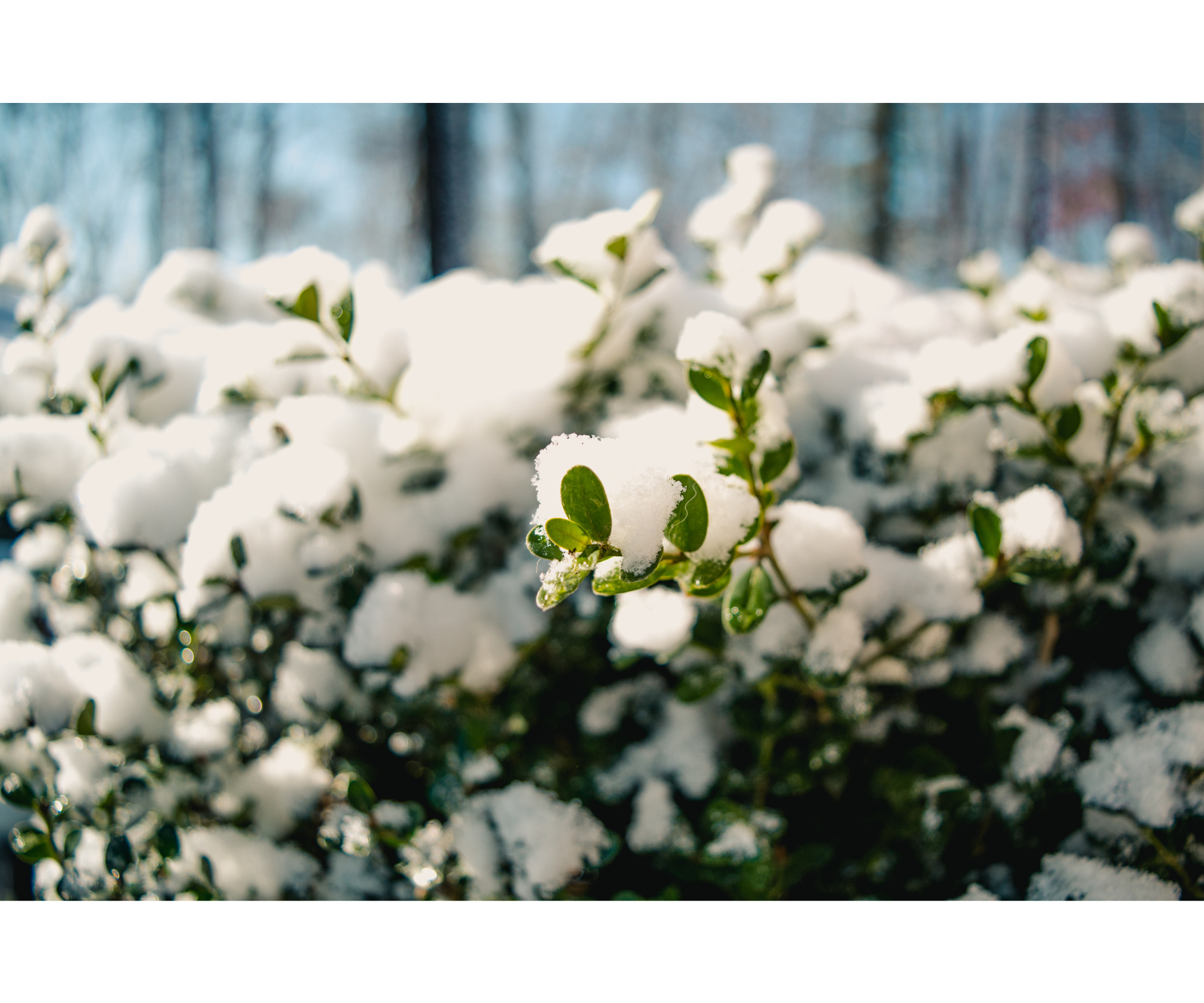 Winter Garden Protection