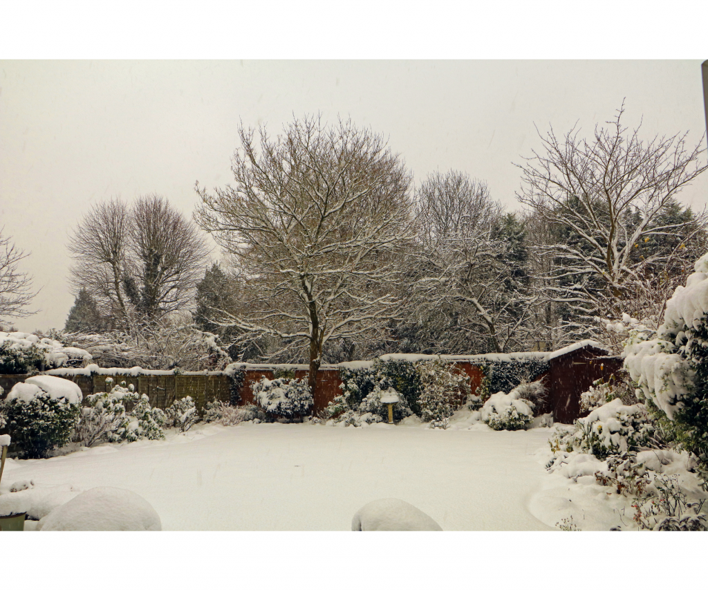 Home garden covered in snow.